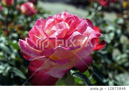 ばらの花・ダブル・デライト 12673846