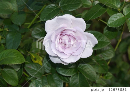 ばらの花“ブルー・バユー” 12673881