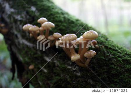 ナラタケ 12674021