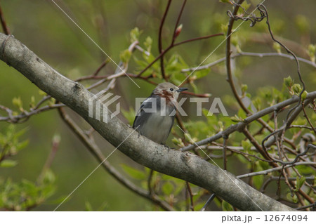 コムクドリ コムクドリ 12674094