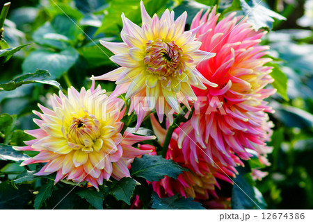 ダリア（ジュエルヒューストン） 12674386