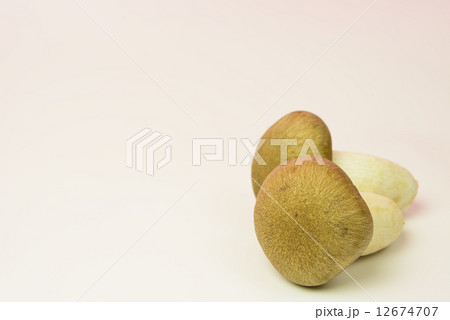 ホンシメジ 12674707