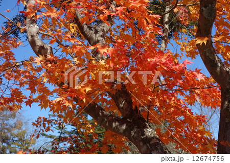 紅葉 12674756