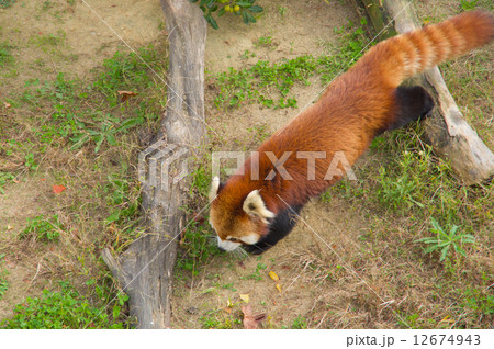 レッサーパンダ レッサーパンダ 12674943