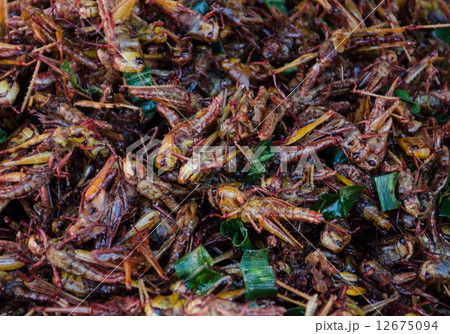 insects caterpillars. 12675094