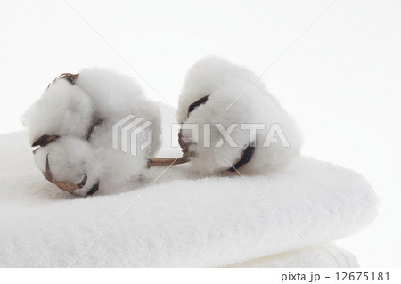 コットン、コットンフラワー、コットンボール 12675181