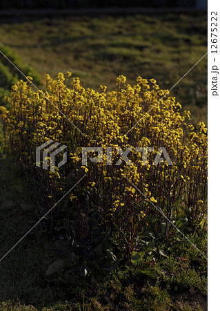 ベニナバナ 12675222