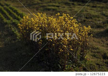 ベニナバナ 12675223