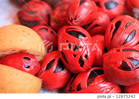 ナツメグの実 12675242