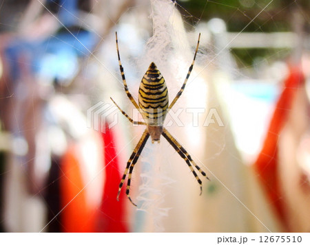 奇形のクモ 12675510