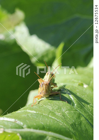 コバネイナゴの顔 コバネイナゴの顔 12675534