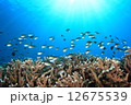 サンゴと魚 12675539