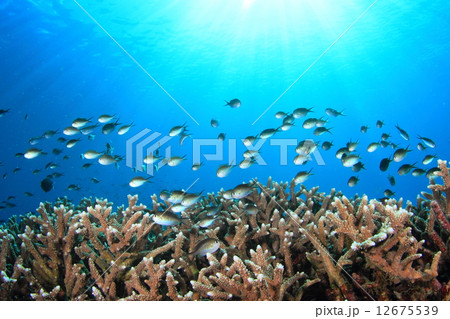 サンゴと魚 12675539