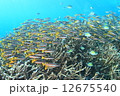 サンゴと魚 12675540