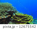 海中のサンゴ 12675542
