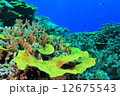 海中のサンゴ 12675543