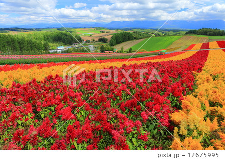 美瑛四季彩の丘 美瑛四季彩の丘 12675995