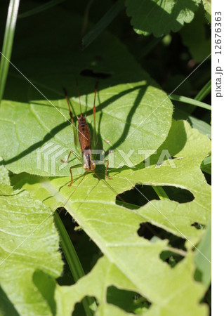 コバネササキリのメス０５ 12676363