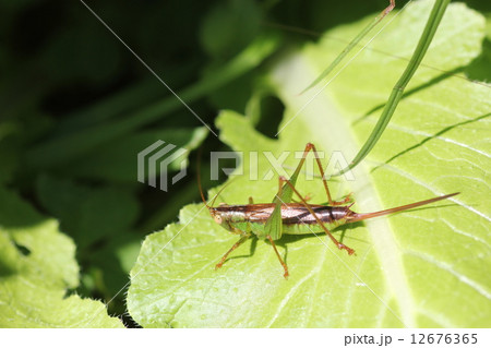 コバネササキリのメス０３ 12676365