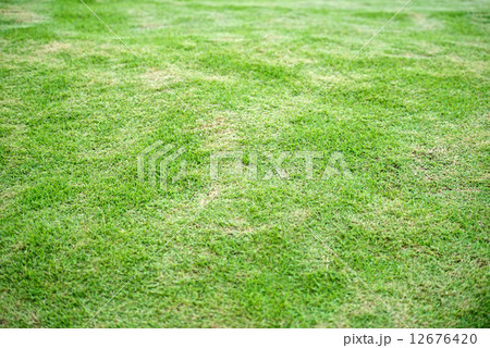 Grass Background 12676420