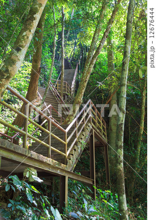 Ladder in the forest 12676444