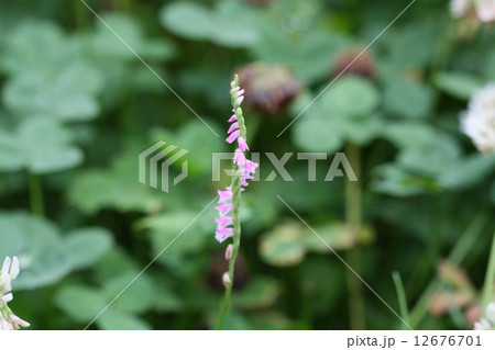 ねじばな ねじばな 12676701