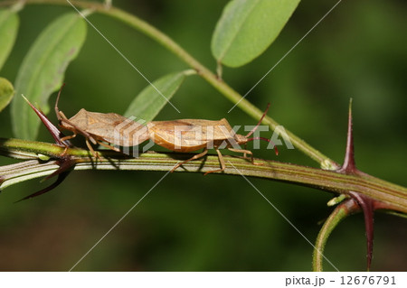 カメムシ 12676791