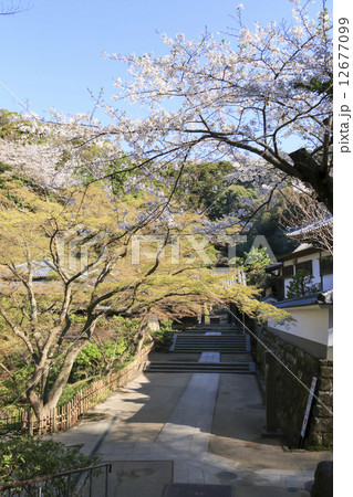 円覚寺の桜の写真素材