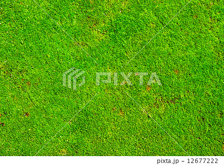 Green Moss Green Moss 12677222