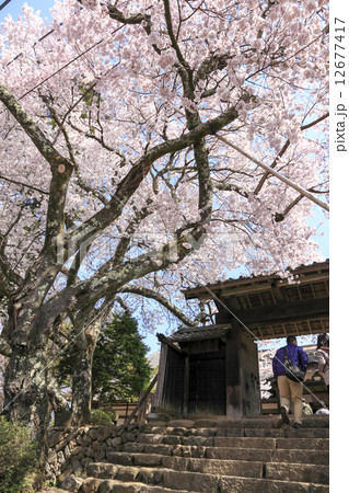 高遠城址の桜 12677417