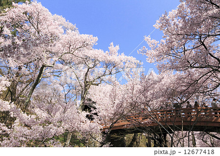 高遠城址の桜 12677418