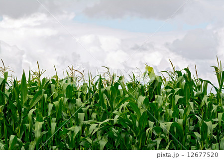 Corn in field on sky background Corn in field on sky background 12677520