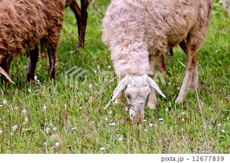 Sheep on green meadow 12677839