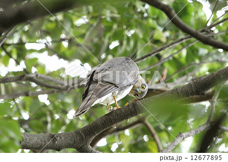 ハイタカ ハイタカ 12677895