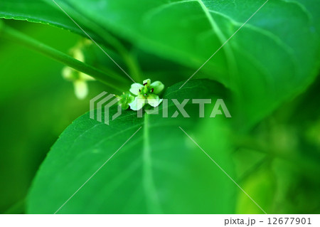 小さなマユミの花 12677901