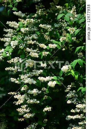 ウツギの花 ウツギの花 12677938