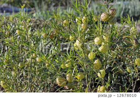 フウセントウワタ（風船唐綿）　果実 12678010