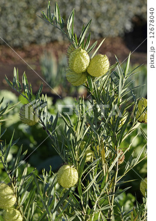 フウセントウワタ(風船唐綿) 果実 フウセントウワタ(風船唐綿) 果実 12678040