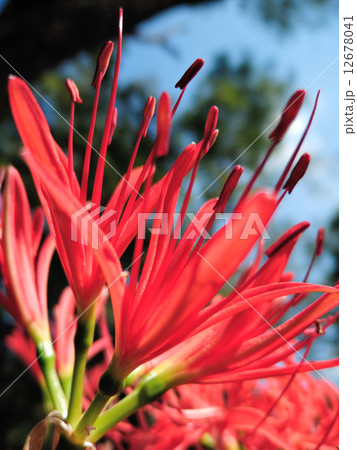 曼珠沙華クローズアップ 12678041