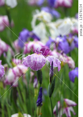雨に濡れる小石川後楽園の花菖蒲 12678134