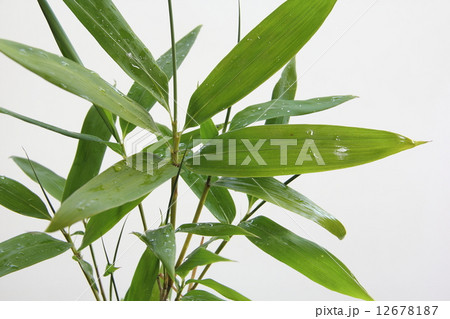 笹の葉 12678187