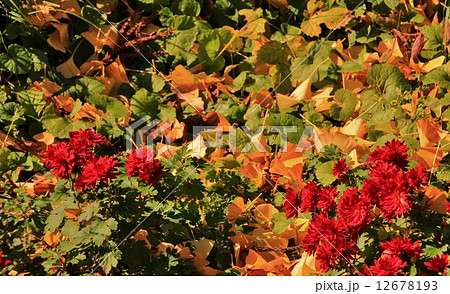 菊と落ち葉 菊と落ち葉 12678193