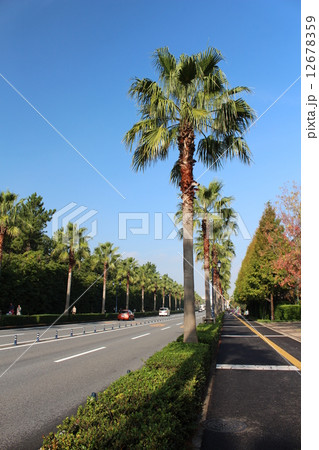 浦安の並木道 浦安の並木道 12678359