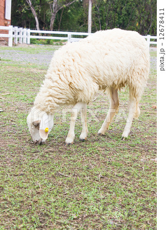 Close up of sheep. Close up of sheep. 12678411