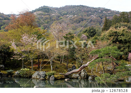 天龍寺曹源池 天龍寺曹源池 12678528