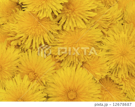 Flowers dandelions. fragment 12678687