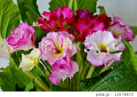 咲き揃ったプリムラの花 咲き揃ったプリムラの花 12678872