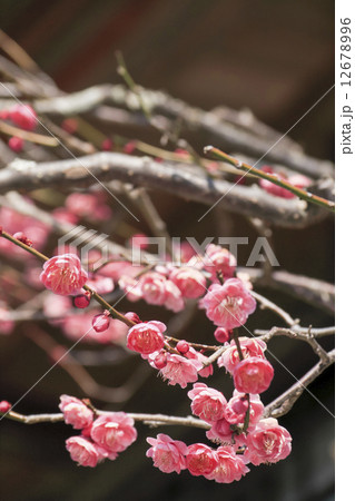 海蔵寺の梅 12678996