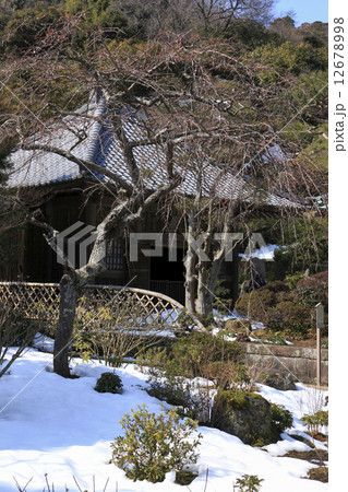 海蔵寺の梅 海蔵寺の梅 12678998