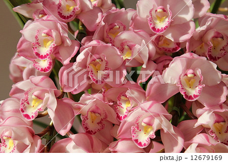 シンビジューム 12679169